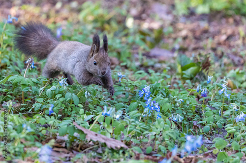 squirrel in the flower