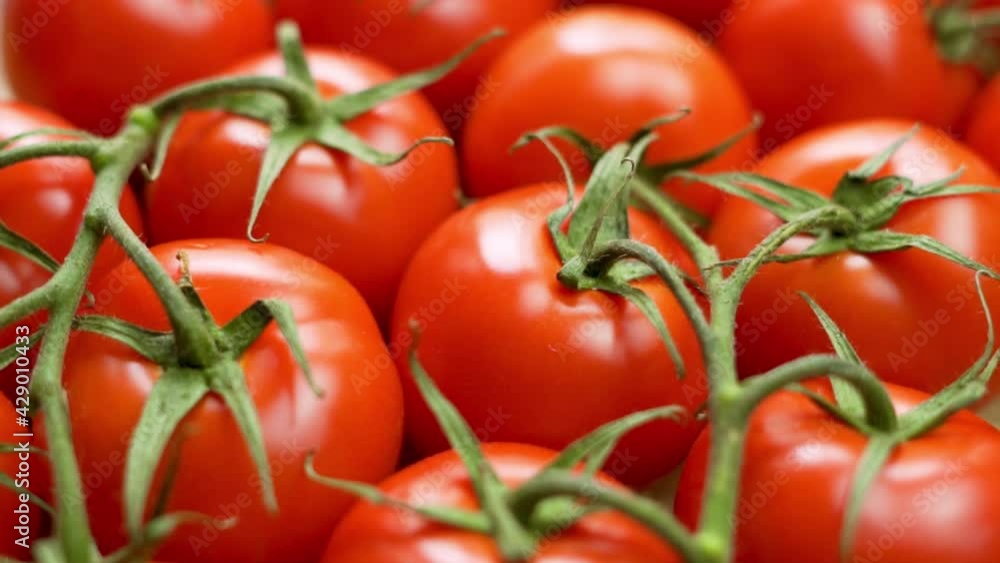 Harvest Ripe Red Tomatoes, Close-up, Tomatoes Rotation. Isolated Fresh Tomatoes. Vegetarian Food. Abstract Background of Tomatoes, Vegetables, Greens. Harvest Ripe Red Tomatoes, Close-up, Tomatoes Rotation. Isolated Fresh Tomatoes. Vegetarian Food. Abstract Background of Tomatoes, Vegetables, Greens.