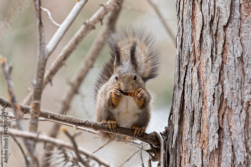squirrel on a tree