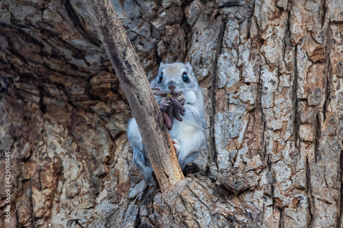 flying squirrel eats food