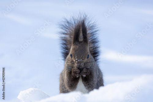 squirrel eats food