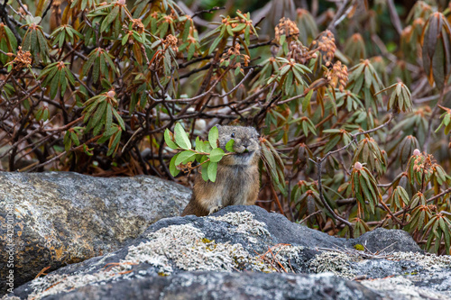 pika holding a leaf