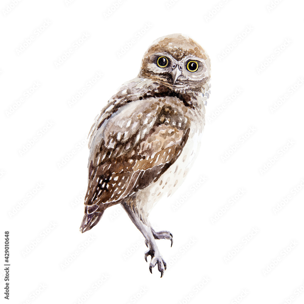 Owl bird watercolor illustration. Small wild nature bird element. Hand drawn avian predator sitting on a branch image. Brown owl Isolated on white background Owl bird watercolor illustration. Small wild nature bird element. Hand drawn avian predator sitting on a branch image. Brown owl Isolated on white background