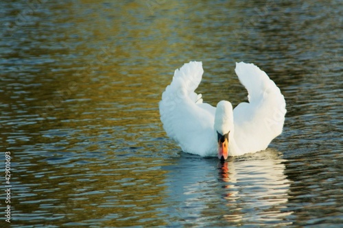 Swan swimming on lake looking at refelction