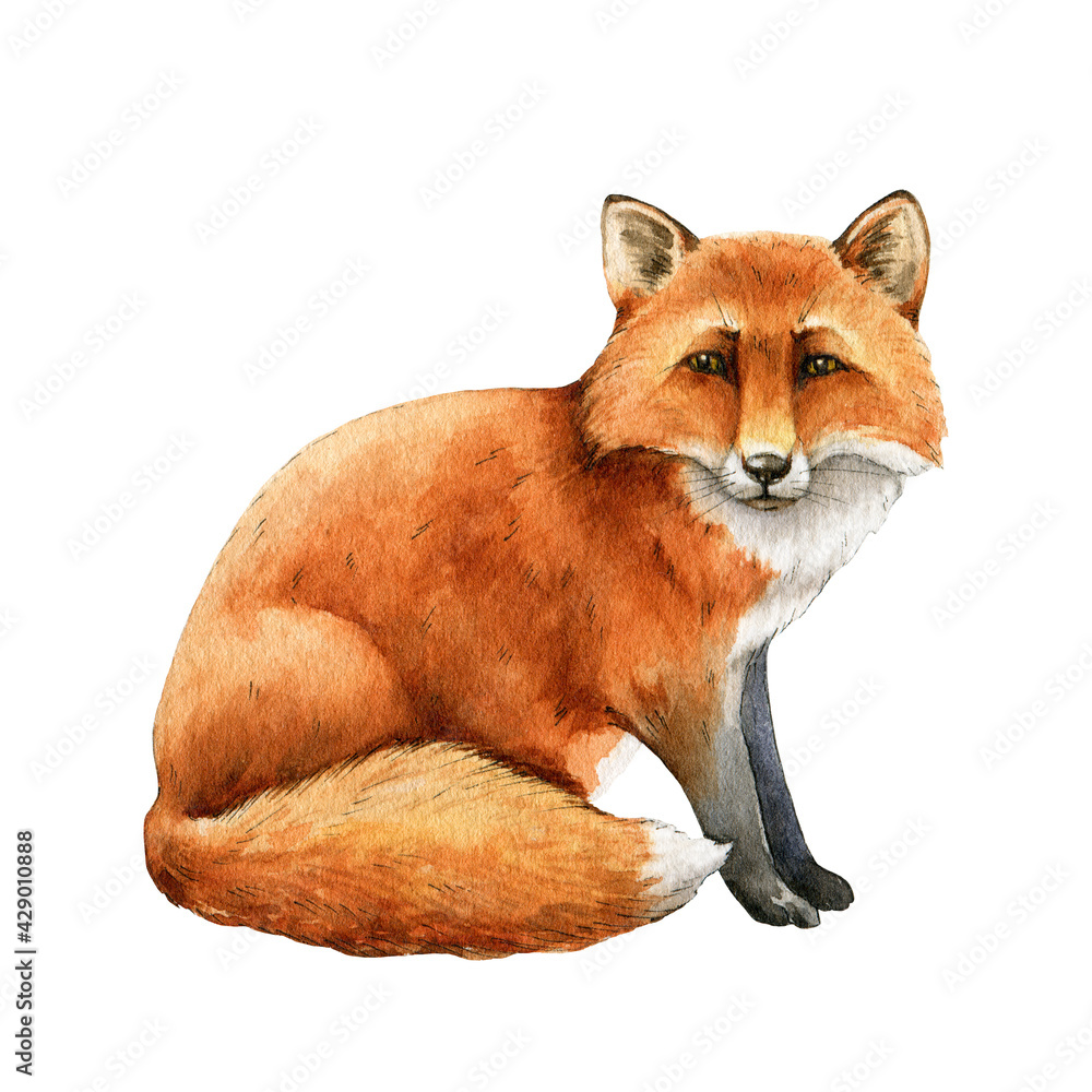 Obraz premium Red fox animal. Watercolor illustration. Wild cute fox sitting. Wildlife furry animal with red fur and black paws. Isolated on white background. Adorable mammal element