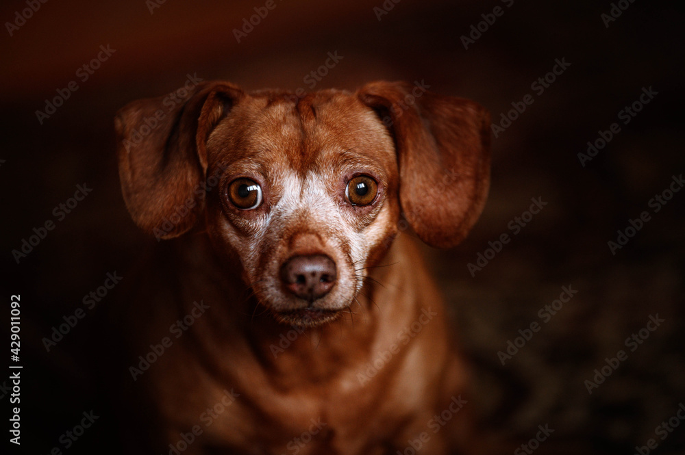 portrait of a dachshund mix