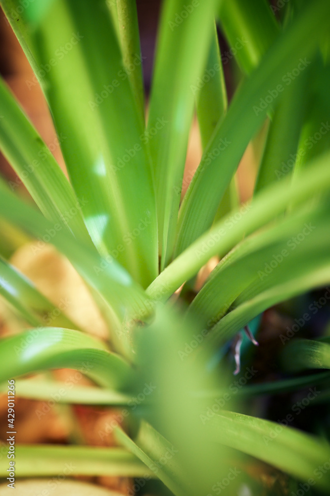 Obraz premium Green plant view