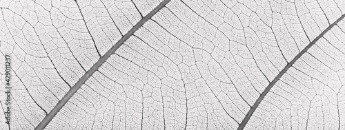 close up white leaf texture