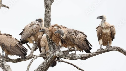 A committee of white backed vultures photo