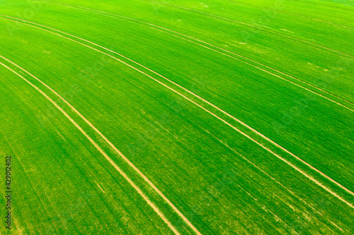 Aerial view about cultivated early wheat field at countryside, farm concept, agriculture texture.