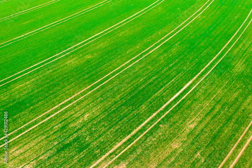 Aerial view about cultivated early wheat field at countryside, farm concept, agriculture texture.