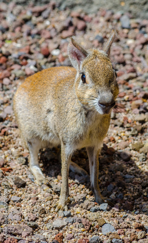 Chacoan Mara (Dolichotis Salinicola) photo