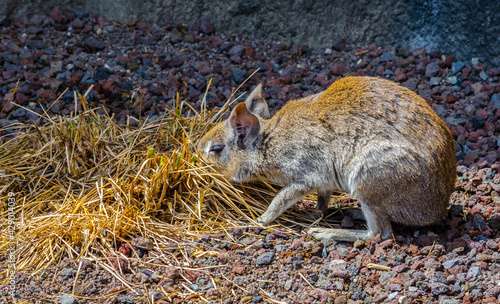 Chacoan Mara (Dolichotis Salinicola) photo