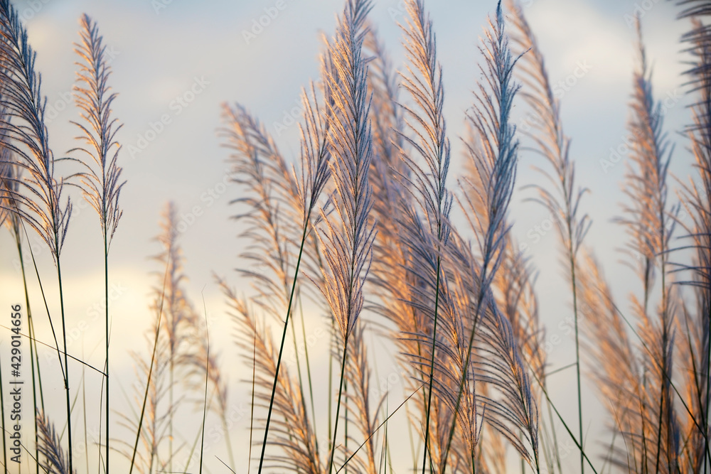 white reeds grass flower white reeds grass flower
