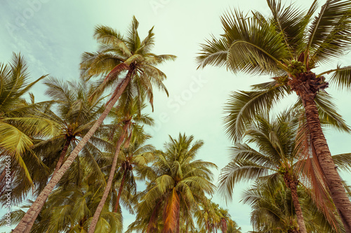 Hello Summer Tropical palm tree with sun light on a bright blue sky background. summer vacation and travel holiday concept with Copy space and abstract background summer.