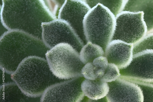 a close view of echeveria setosa plant