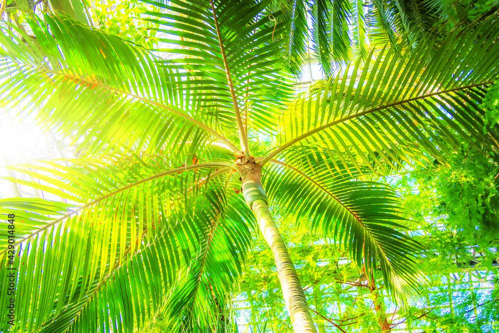 Fototapeta premium View from below upwards on palm tree against the sky. Beautiful background with tropical palm trees, sunlight, Bali, Indonesia. Paradise design banner background.