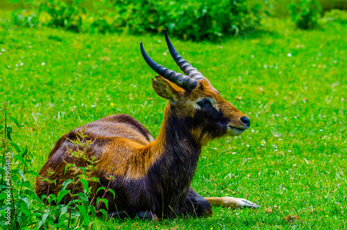 Nile lechwe (Kobus megaceros) photo