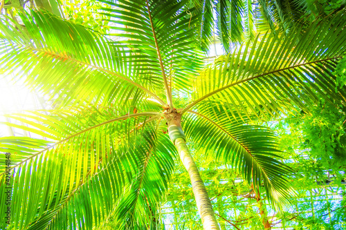 View from below upwards on palm tree against the sky. Beautiful background with tropical palm trees  sunlight  Bali  Indonesia. Paradise design banner background.