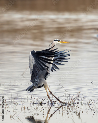 A grey heron landing that looks like it was dancing. photo