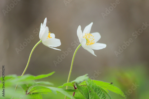 Two little white flowers in spring in the forest with a blurred background.
