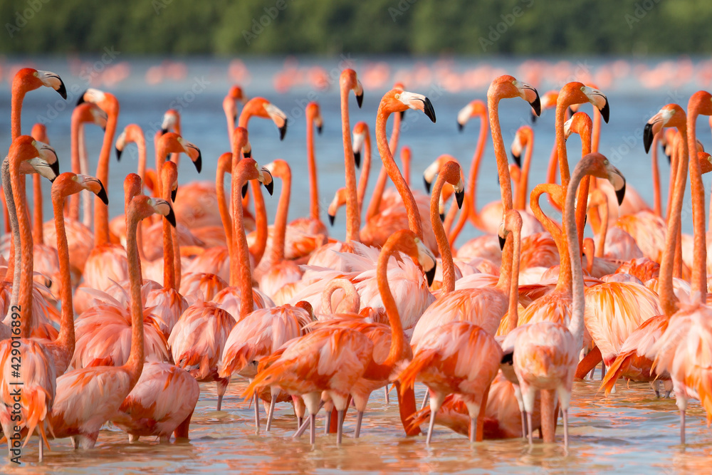 American aka Caribbean flamingos Phoenicopterus ruber at the lagoon of Celestun, Yucatan, Mexico