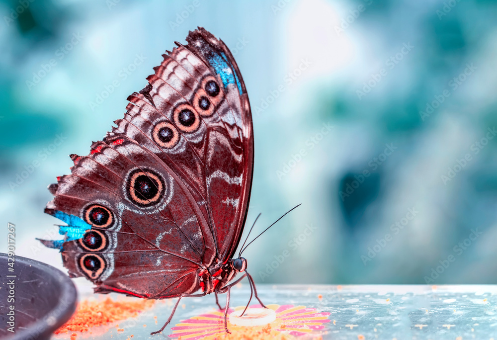Naklejka premium Macro shots, Beautiful nature scene. Closeup beautiful butterfly sitting on the flower in a summer garden.