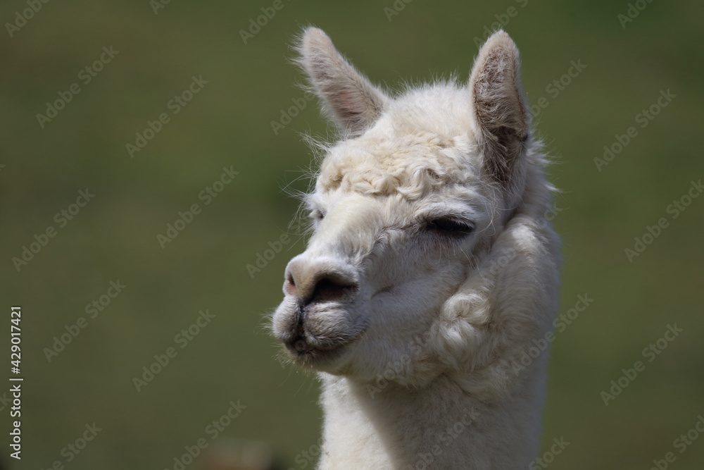 Obraz premium Alpaka / Alpaca / Vikugna pacos