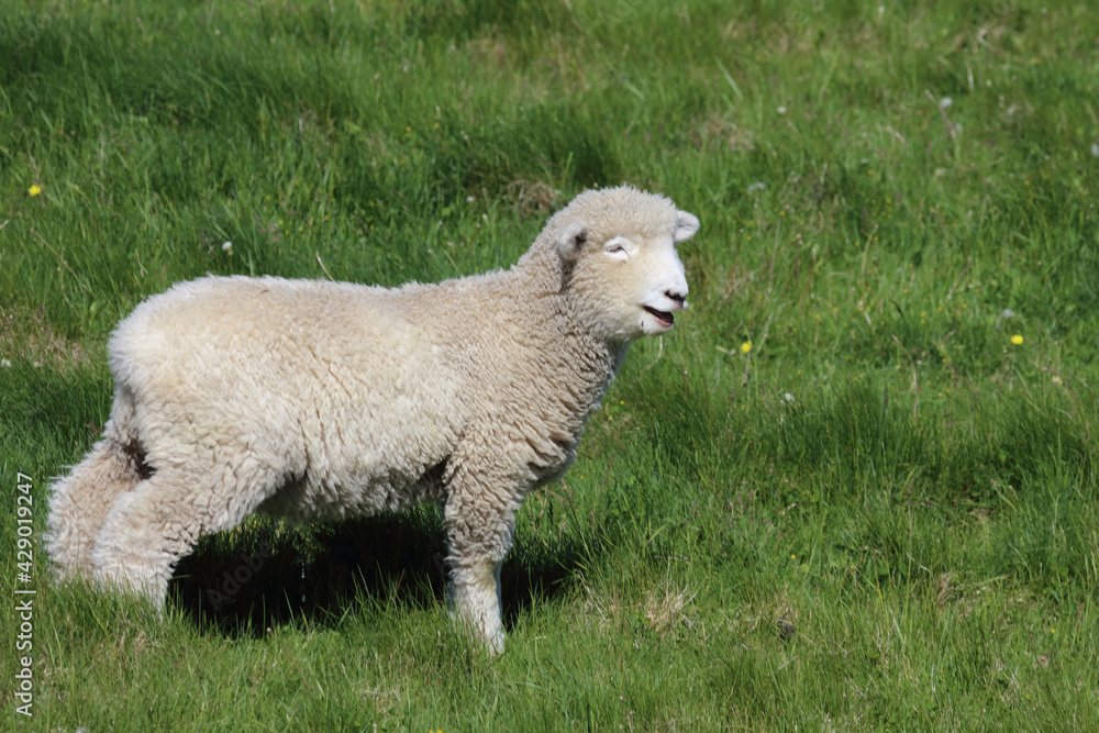 Obraz premium Romneyschaf / Romney sheep / Ovis.
