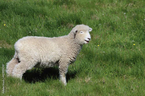 Romneyschaf / Romney sheep / Ovis.