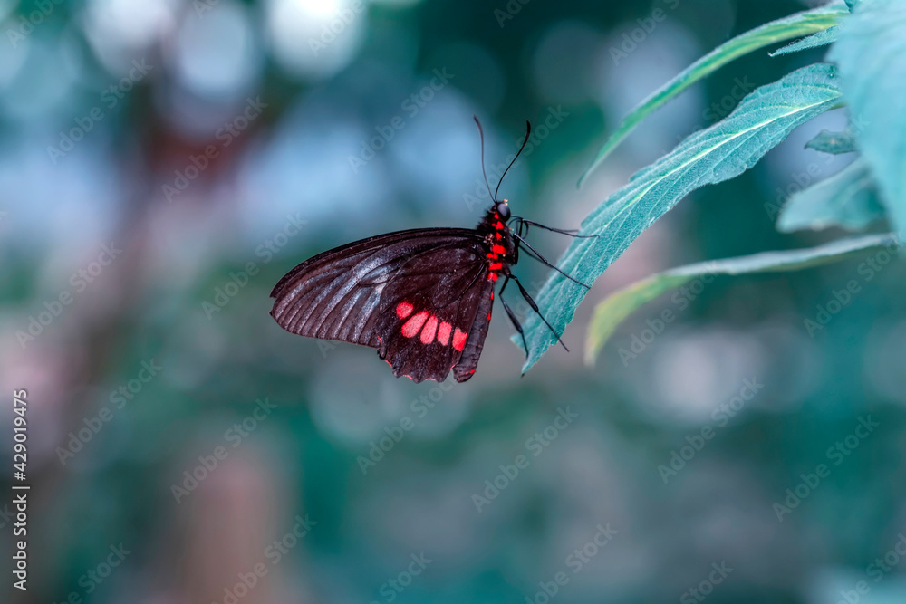 Obraz premium Macro shots, Beautiful nature scene. Closeup beautiful butterfly sitting on the flower in a summer garden.