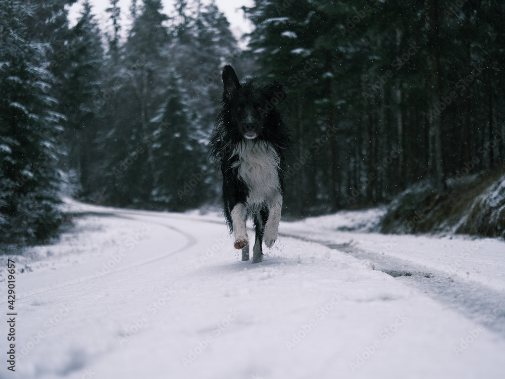 Naklejka premium Border collie