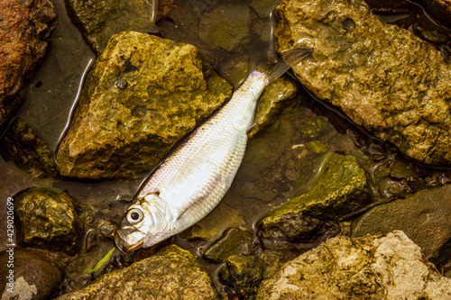 Photography Alewife (Alosa pseudoharengus ) washed up dead on the shore of Lake Ontario in spring