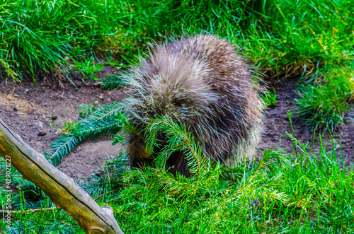 Porcupine (Erethizon dorsatum) photo