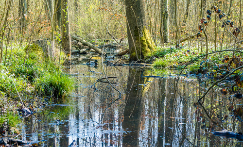 Frühling in Eilenriede Hannover photo