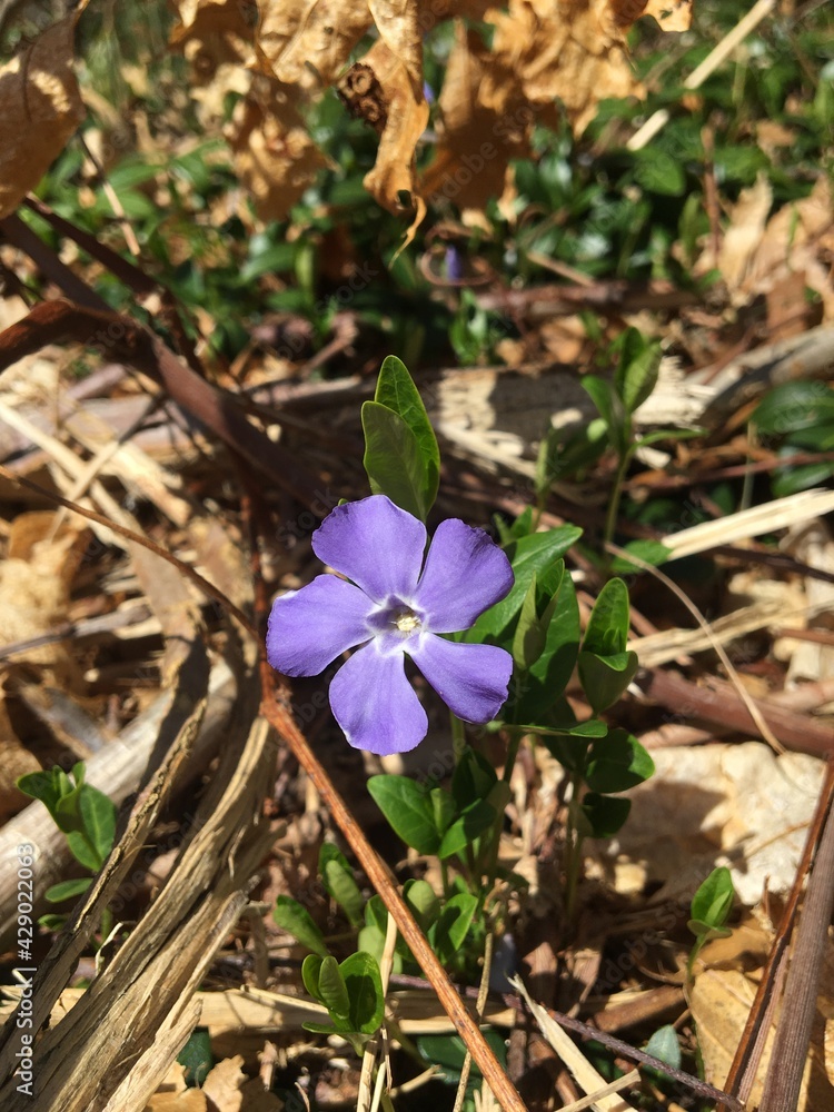 Vinca minor, or lesser periwinkle. Creeping ground cover that grows purple blooms in early spring. Native to Europe. Vinca minor, or lesser periwinkle. Creeping ground cover that grows purple blooms in early spring. Native to Europe.