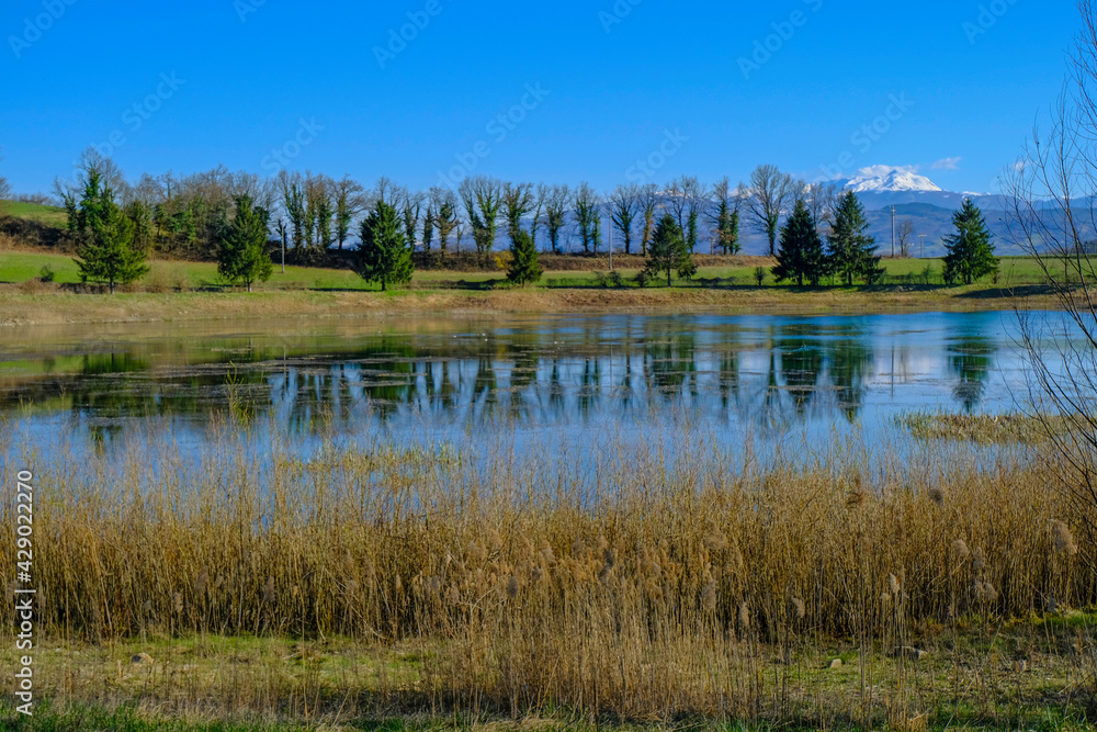 mountain lake with lots of dry reeds across mountains covered with snow, fir trees across blue sky. Trees reflected in water