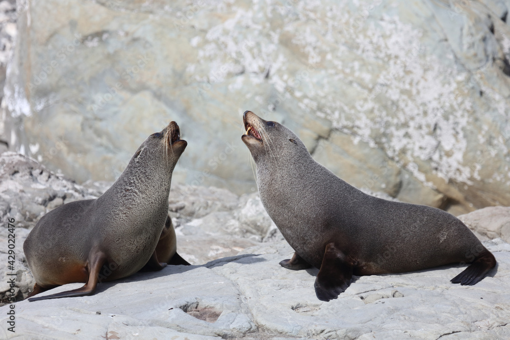 Fototapeta premium Neuseeländischer Seebär / New Zealand fur seal / Arctocephalus forsteri.