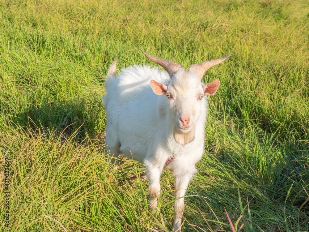 Obraz premium ヤギ