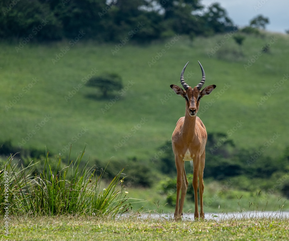 Fototapeta premium impala in the savannah