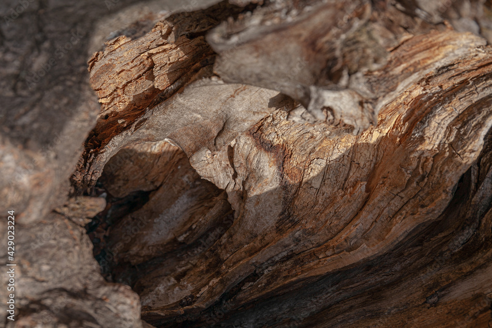 Obraz premium Tree trunk close up, wood texture