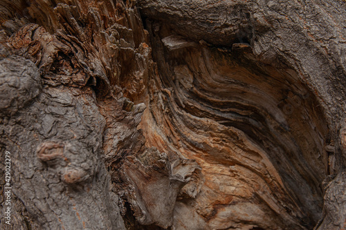 Tree trunk close up, wood texture