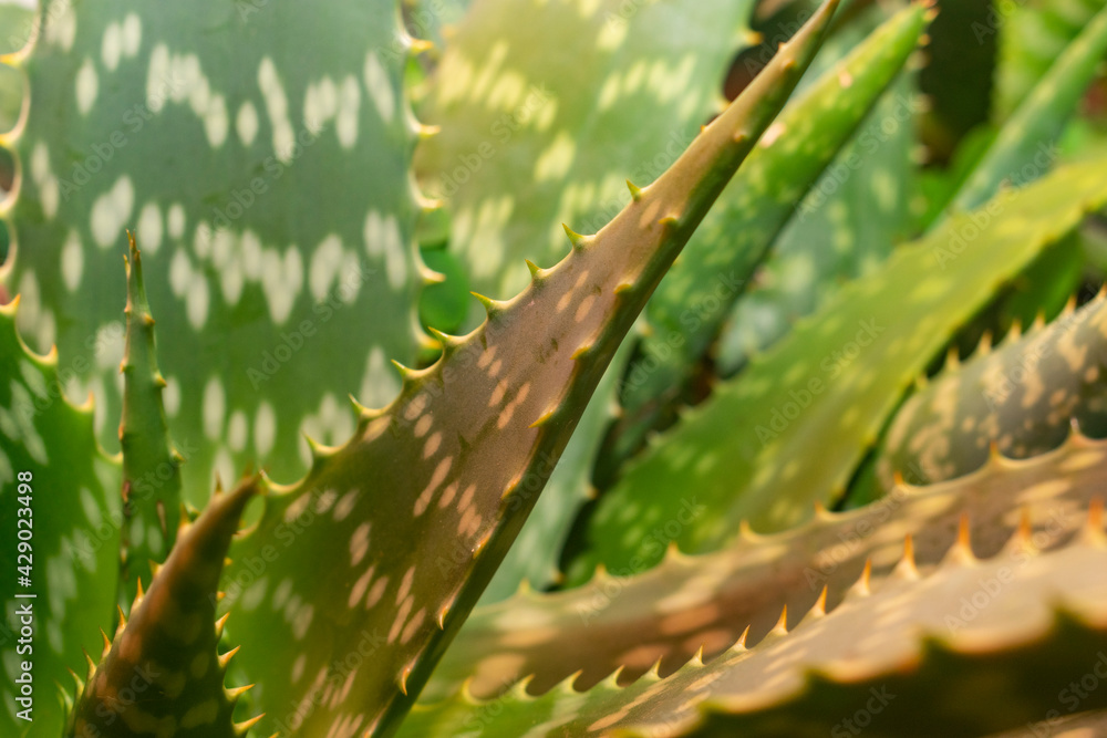 aloe vera plant in the garden aloe vera plant in the garden