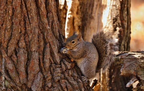 Tree squirrels.Many juvenile squirrels die in the first year of life. Adult squirrels can have a lifespan of 5 to 10 years in the wild. Some can survive 10 to 20 years in captivity.