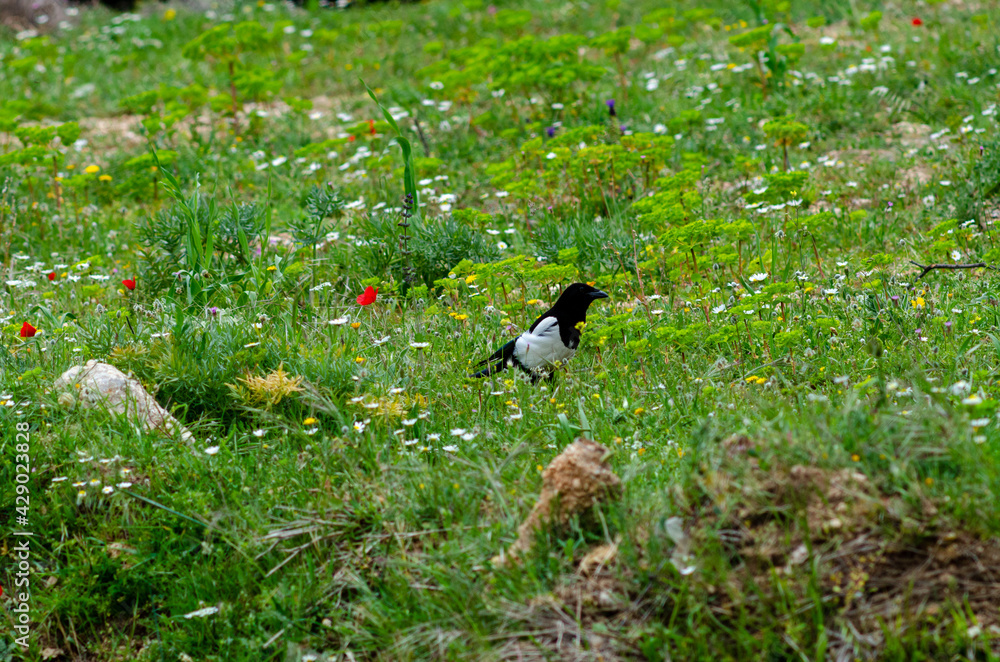 Obraz premium Pica Pica bird in nature grass place mount Parnitha Athens