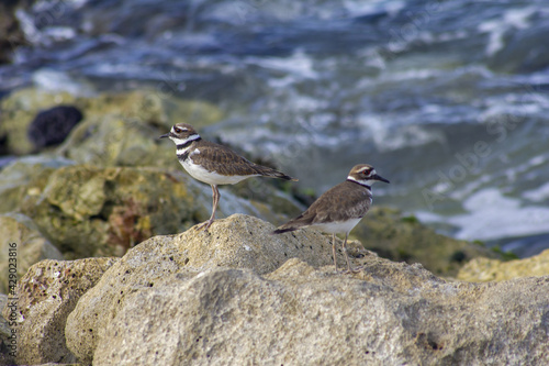 Pair of small striped brown and white birds standing on sharp rocks
