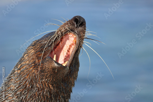 Neuseeländischer Seebär / New Zealand fur seal / Arctocephalus forsteri.. photo