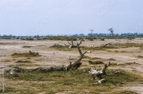 Savane désertique, Parc national, Amboseli, Kenya