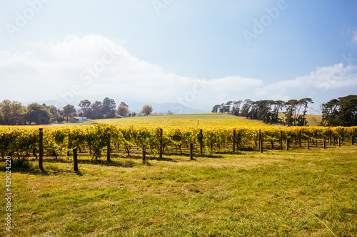 Seville East Vineyard in Australia photo