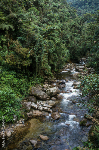 Forêt Amazonienne, Parc national de Manu, Pérou